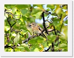 jarripeippo_Brambling_1289 * 800 x 598 * (444KB)