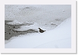 koskikara-DIPPER7972 * 800 x 534 * (86KB)