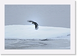 koskikara-dipper8436 * 800 x 550 * (62KB)