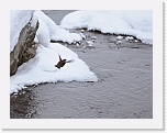 koskikara_dipper8049 * 800 x 612 * (116KB)