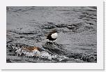 dipper_koskikara_9718 * 1000 x 626 * (455KB)