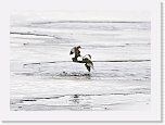 dippers_koskikarat_0010b * 1000 x 719 * (401KB)