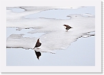 dippers_koskikarat_9586 * 1000 x 670 * (375KB)