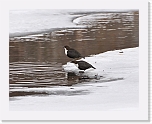 dippers_koskikarat_9797 * 1000 x 788 * (425KB)