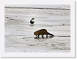 saukko_otter__0132 * 1000 x 724 * (477KB)