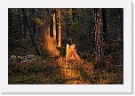 ilta-aurinko_7029 * 900 x 598 * (201KB)