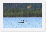 merimetsot_cormorans_7998 * 900 x 600 * (121KB)