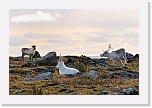 reindeers_7366 * 900 x 600 * (148KB)