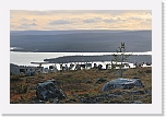 reindeers_7434 * 900 x 598 * (117KB)
