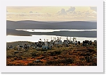 reindeers_7437 * 900 x 598 * (129KB)