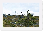 Jeris_06_2010-7297_pikkukuovi_Whimbrel * 2130 x 1424 * (1.51MB)