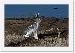 rabbitDSC_1664 * 1000 x 666 * (556KB)