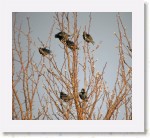 Kottaraiset_3990 * 2410 x 2188 * (4.9MB)