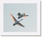 Laulujoutsenet_1946 * 1843 x 1593 * (1.53MB)