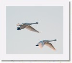 Laulujoutsenet_1947 * 2039 x 1715 * (1.52MB)