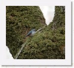 Pahkinanakkeli_2162 * 2156 x 1969 * (4.59MB)