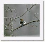 Peippo_1467 * 1379 x 1248 * (1.2MB)