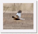 Ruskosuohaukka_2280 * 738 x 629 * (327KB)