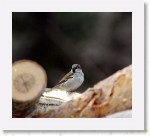 Varpunen_1463 * 1315 x 1171 * (1.22MB)