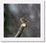 Varpunen_1465 * 1727 x 1606 * (1.8MB)