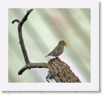 Viherpeippo_2063 * 2041 x 1849 * (3.69MB)