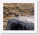 kivitasku_1535 * 1313 x 1156 * (1.59MB)