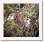 tiklit * 1864 x 1784 * (2.52MB)