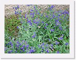 IMG_5867 * 2592 x 1944 * (1.61MB)
