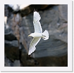 14pikkukajava_kittiwake_5038 * 800 x 789 * (372KB)