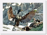 merimetso_7510pieni * 800 x 564 * (49KB)