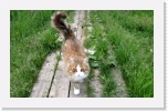 cat_3532 * 3684 x 2260 * (6.4MB)