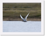 Varanger_06_2010-9242 * 1169 x 900 * (393KB)