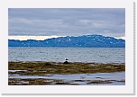 Varanger_06_2010-9929 * 1353 x 900 * (943KB)